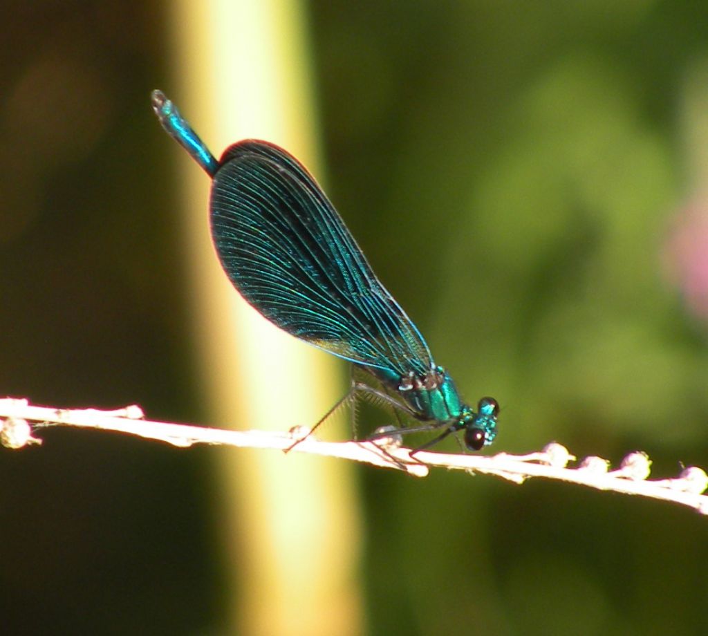 Forse qualche Calopteryx virgo?